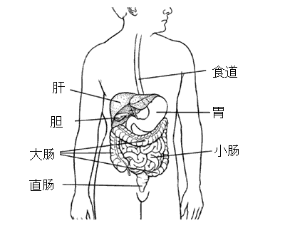 肝胆肠,心肝脾肾脏的排毒方法